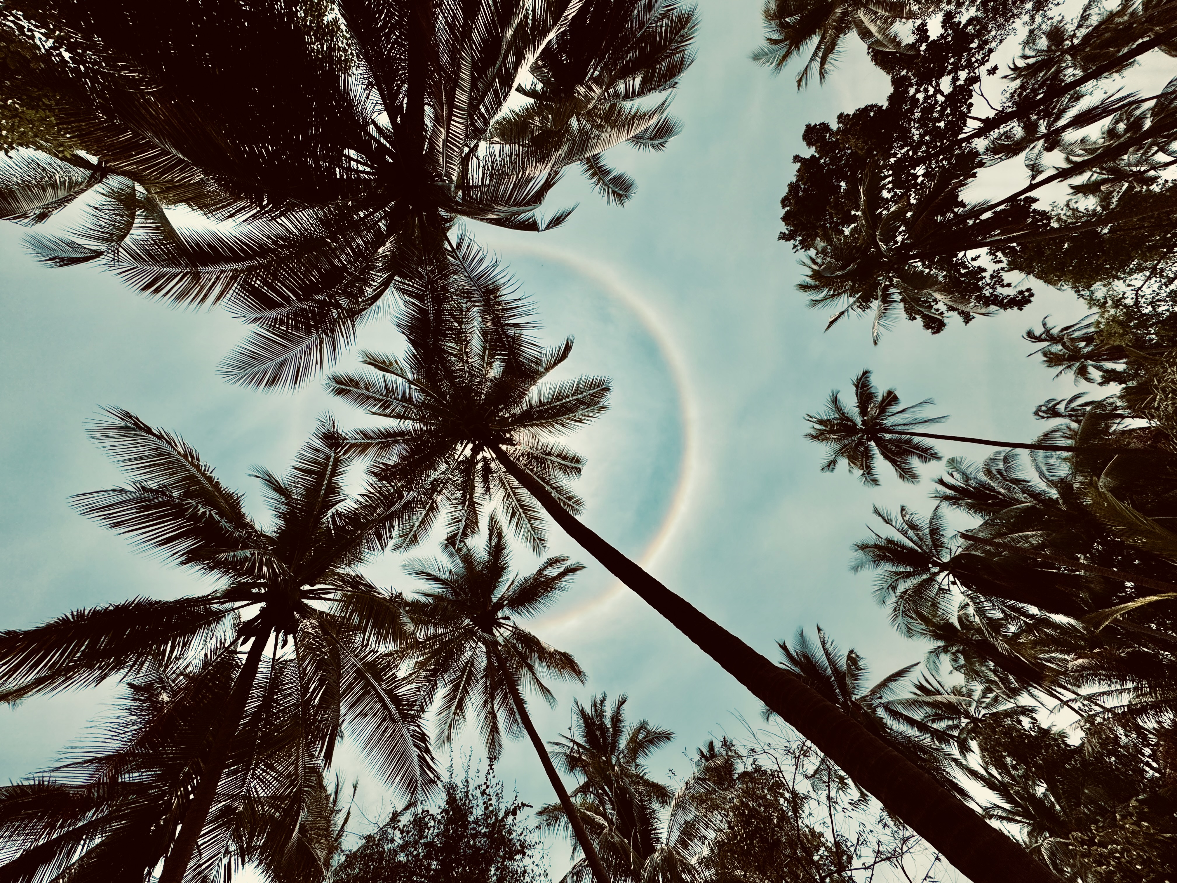 Palm trees from below
